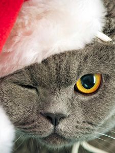 Preview wallpaper cat, face, hat, eyes, thick