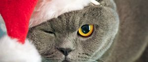 Preview wallpaper cat, face, hat, eyes, thick