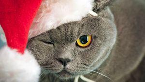 Preview wallpaper cat, face, hat, eyes, thick