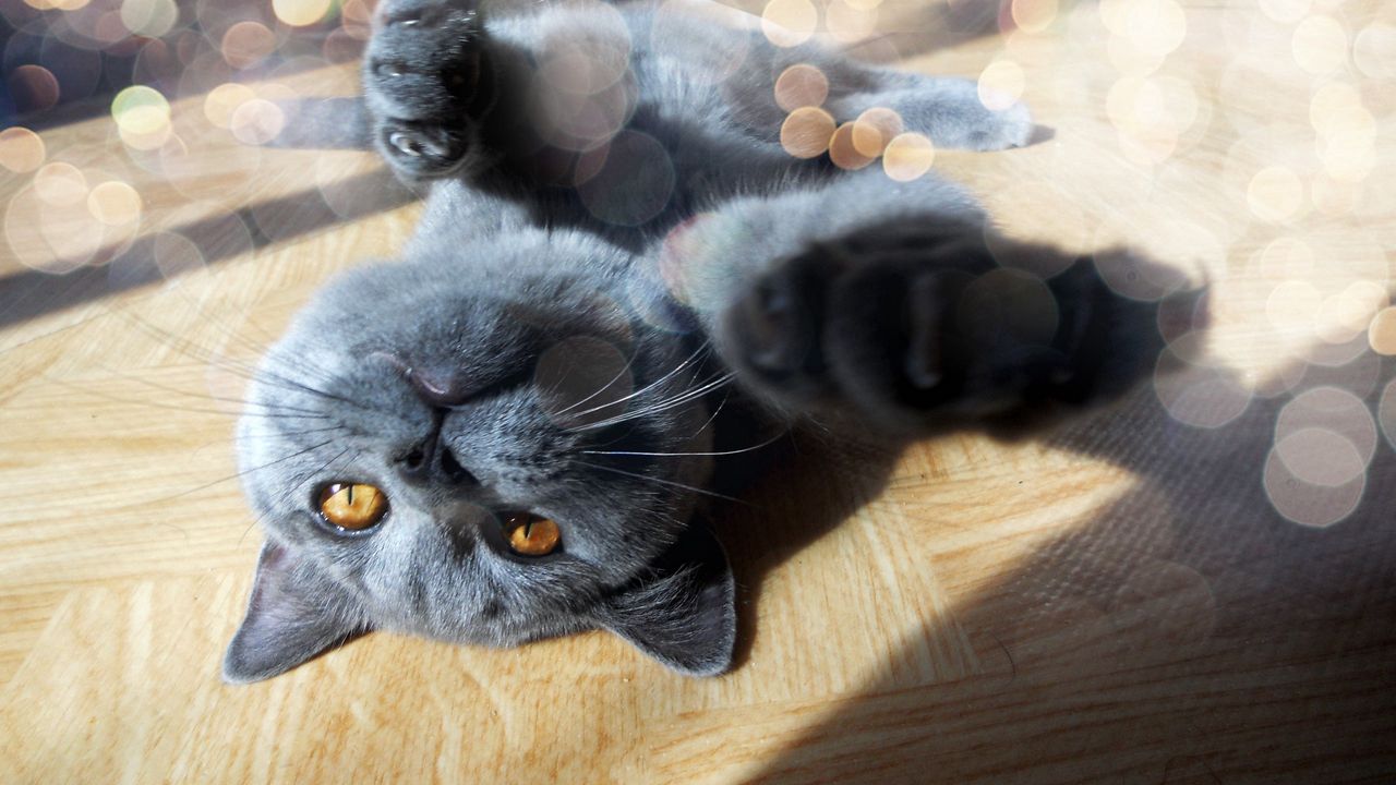 Wallpaper cat, face, legs, lie, glare