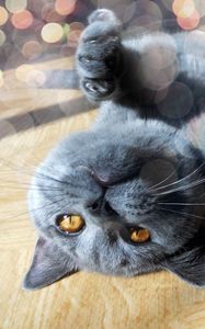 Preview wallpaper cat, face, legs, lie, glare