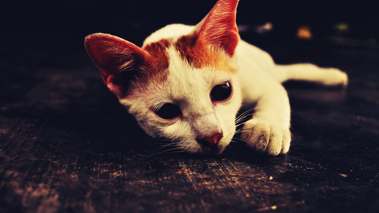 Wallpaper cat, face, lie, sadness, shadow