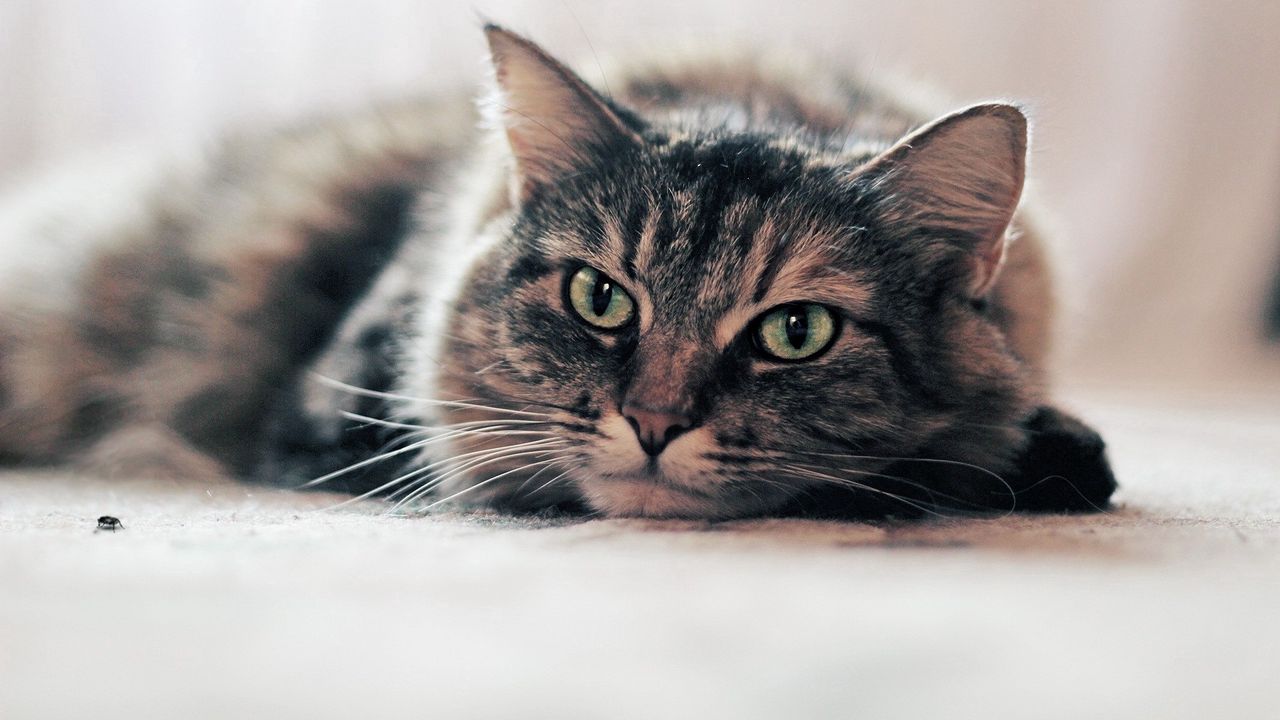 Wallpaper cat, face, lie, look, anger