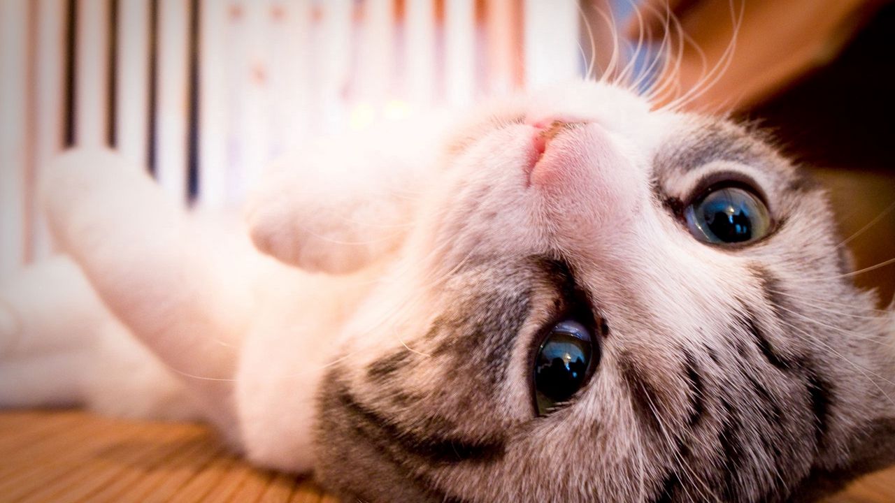 Wallpaper cat, face, lie, eyes