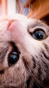 Preview wallpaper cat, face, lie, eyes