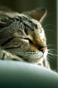 Preview wallpaper cat, face, lie, sleep