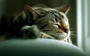 Preview wallpaper cat, face, lie, sleep