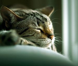 Preview wallpaper cat, face, lie, sleep