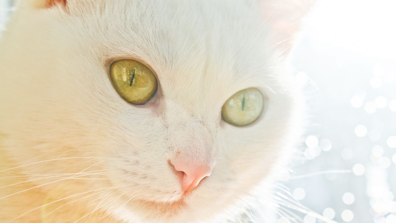 Wallpaper cat, face, light, glare, eye