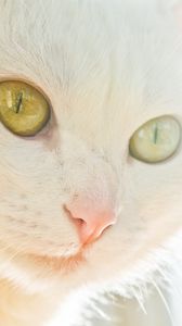 Preview wallpaper cat, face, light, glare, eye