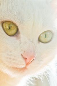 Preview wallpaper cat, face, light, glare, eye