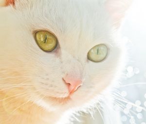 Preview wallpaper cat, face, light, glare, eye