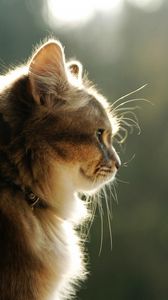 Preview wallpaper cat, face, light, profile, fluffy