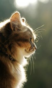 Preview wallpaper cat, face, light, profile, fluffy