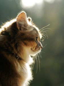 Preview wallpaper cat, face, light, profile, fluffy