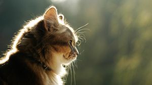 Preview wallpaper cat, face, light, profile, fluffy