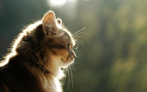 Preview wallpaper cat, face, light, profile, fluffy