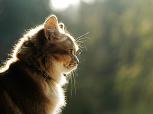Preview wallpaper cat, face, light, profile, fluffy
