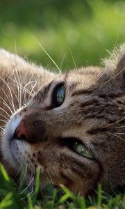 Preview wallpaper cat, face, lying, grass, vacation