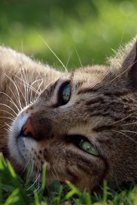 Preview wallpaper cat, face, lying, grass, vacation