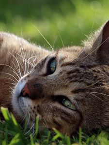 Preview wallpaper cat, face, lying, grass, vacation