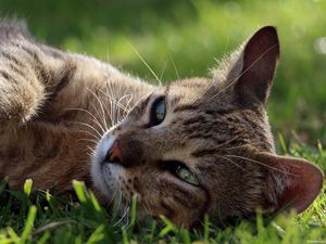 Preview wallpaper cat, face, lying, grass, vacation