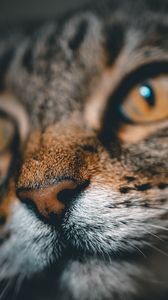Preview wallpaper cat, face, nose, closeup, pet