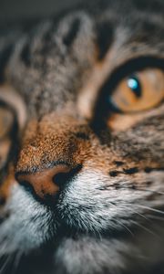 Preview wallpaper cat, face, nose, closeup, pet