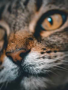 Preview wallpaper cat, face, nose, closeup, pet