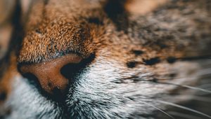 Preview wallpaper cat, face, nose, closeup, pet