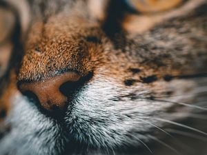 Preview wallpaper cat, face, nose, closeup, pet