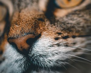 Preview wallpaper cat, face, nose, closeup, pet