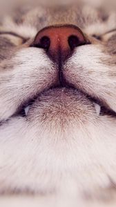 Preview wallpaper cat, face, nose, smile, close up