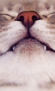 Preview wallpaper cat, face, nose, smile, close up