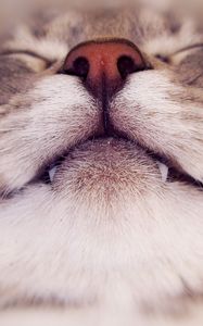 Preview wallpaper cat, face, nose, smile, close up