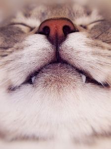 Preview wallpaper cat, face, nose, smile, close up