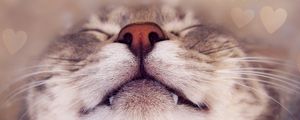 Preview wallpaper cat, face, nose, smile, close up