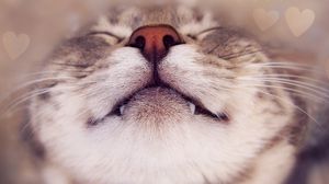 Preview wallpaper cat, face, nose, smile, close up