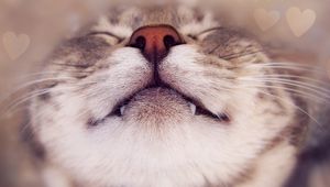 Preview wallpaper cat, face, nose, smile, close up