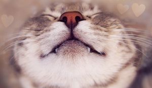 Preview wallpaper cat, face, nose, smile, close up