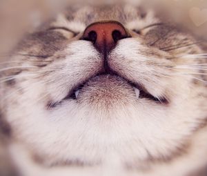Preview wallpaper cat, face, nose, smile, close up
