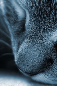 Preview wallpaper cat, face, nose, gray