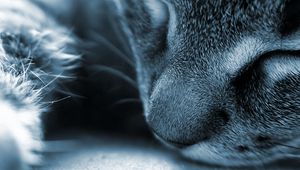 Preview wallpaper cat, face, nose, gray