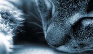 Preview wallpaper cat, face, nose, gray