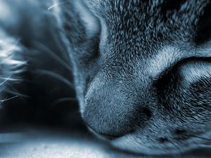 Preview wallpaper cat, face, nose, gray