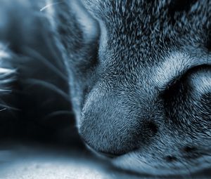 Preview wallpaper cat, face, nose, gray