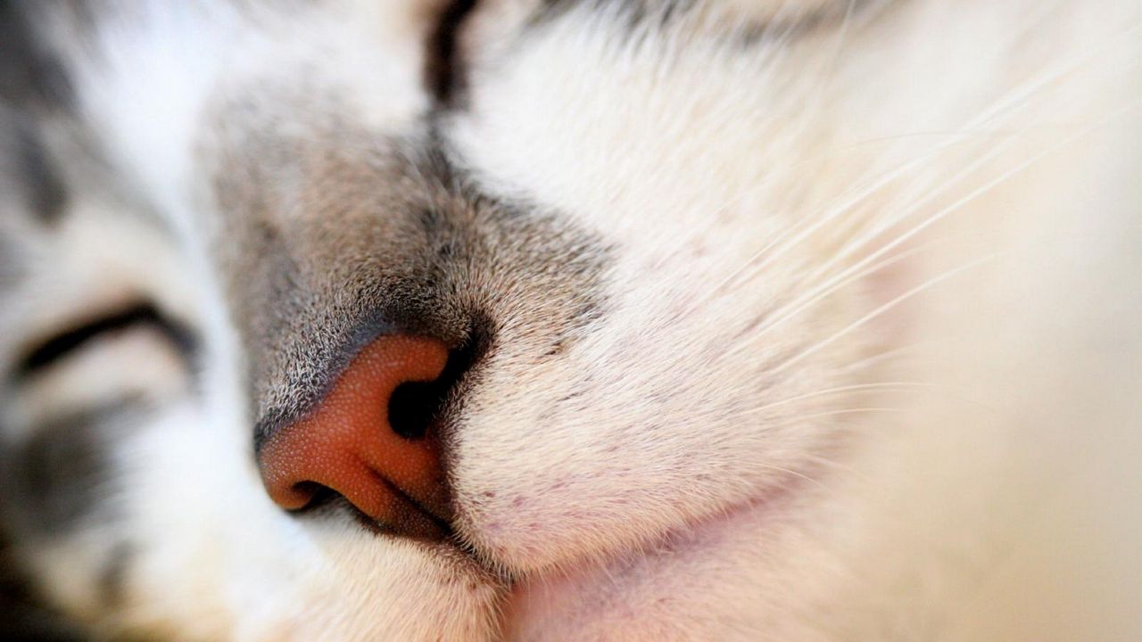 Wallpaper cat, face, nose, red, white, gray