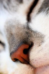 Preview wallpaper cat, face, nose, red, white, gray