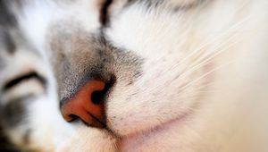 Preview wallpaper cat, face, nose, red, white, gray