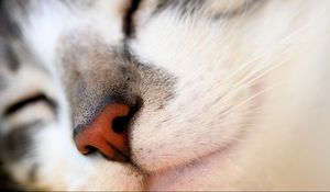 Preview wallpaper cat, face, nose, red, white, gray